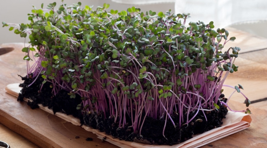 Microgreens