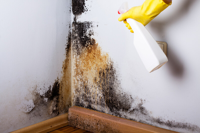 Mold Inspection Services